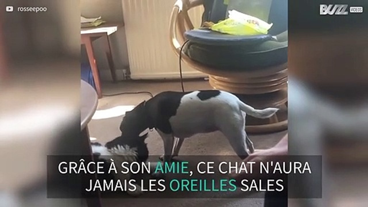 Ce chien ne peut s'empêcher de laver les oreilles du chat