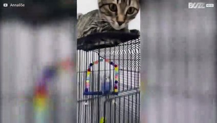 Un chat escalade une cage à oiseaux et se prend un coup de bec à la patte