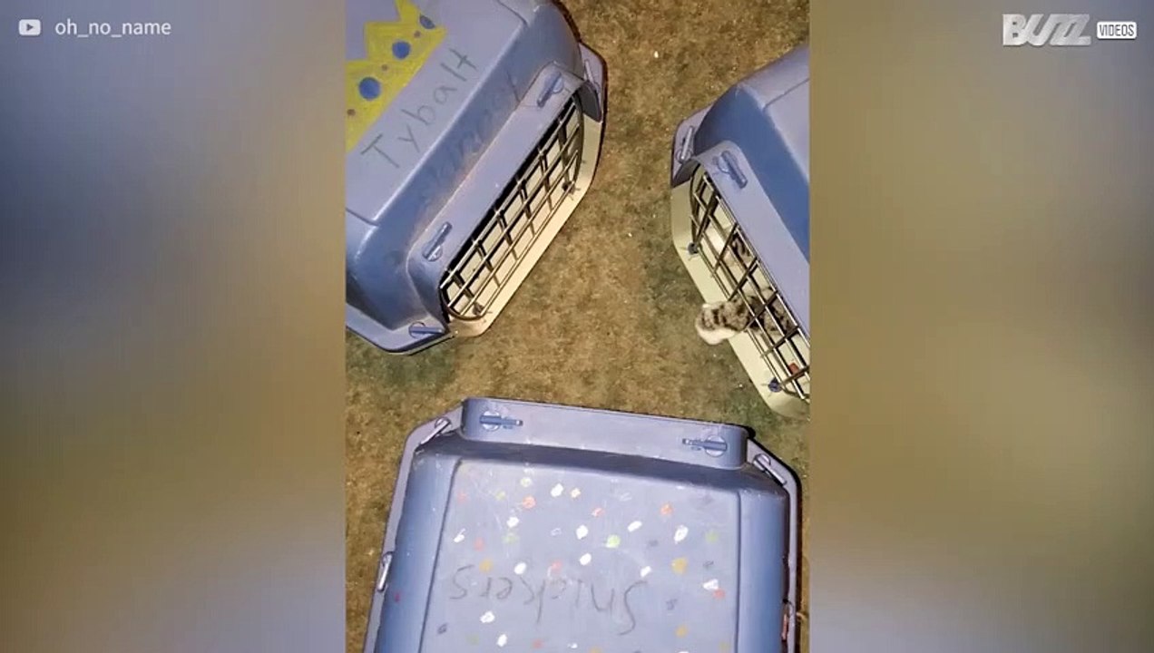 Trois chats vont chez le véto…