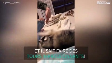 Ce chien enchaîne les tours, un vrai petit acrobate