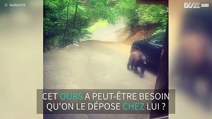 Tennessee: un ours essaie de rentrer dans sa voiture