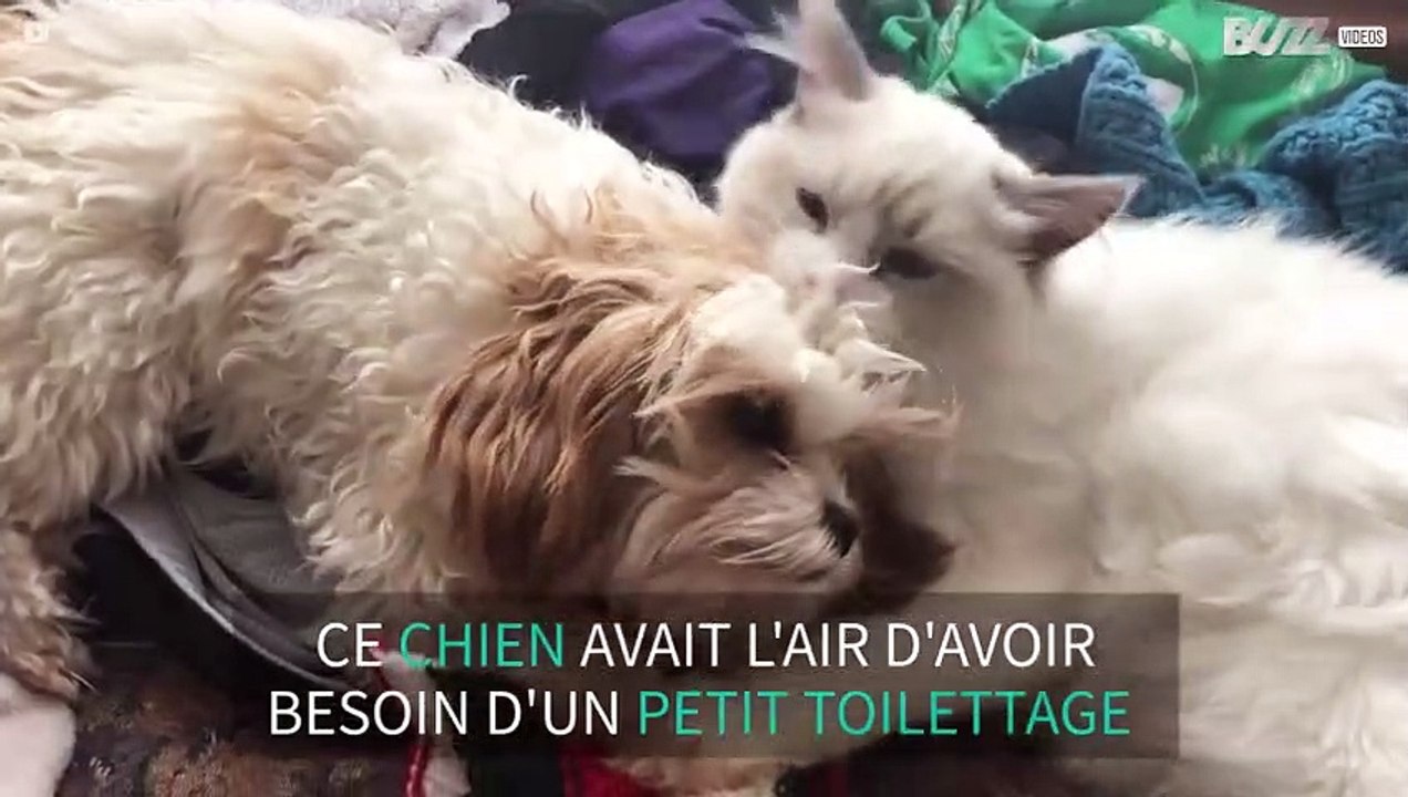Ce chat fait la toilette à son ami canin