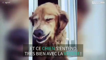 Ce chien sourit dès qu'il voit la voisine !