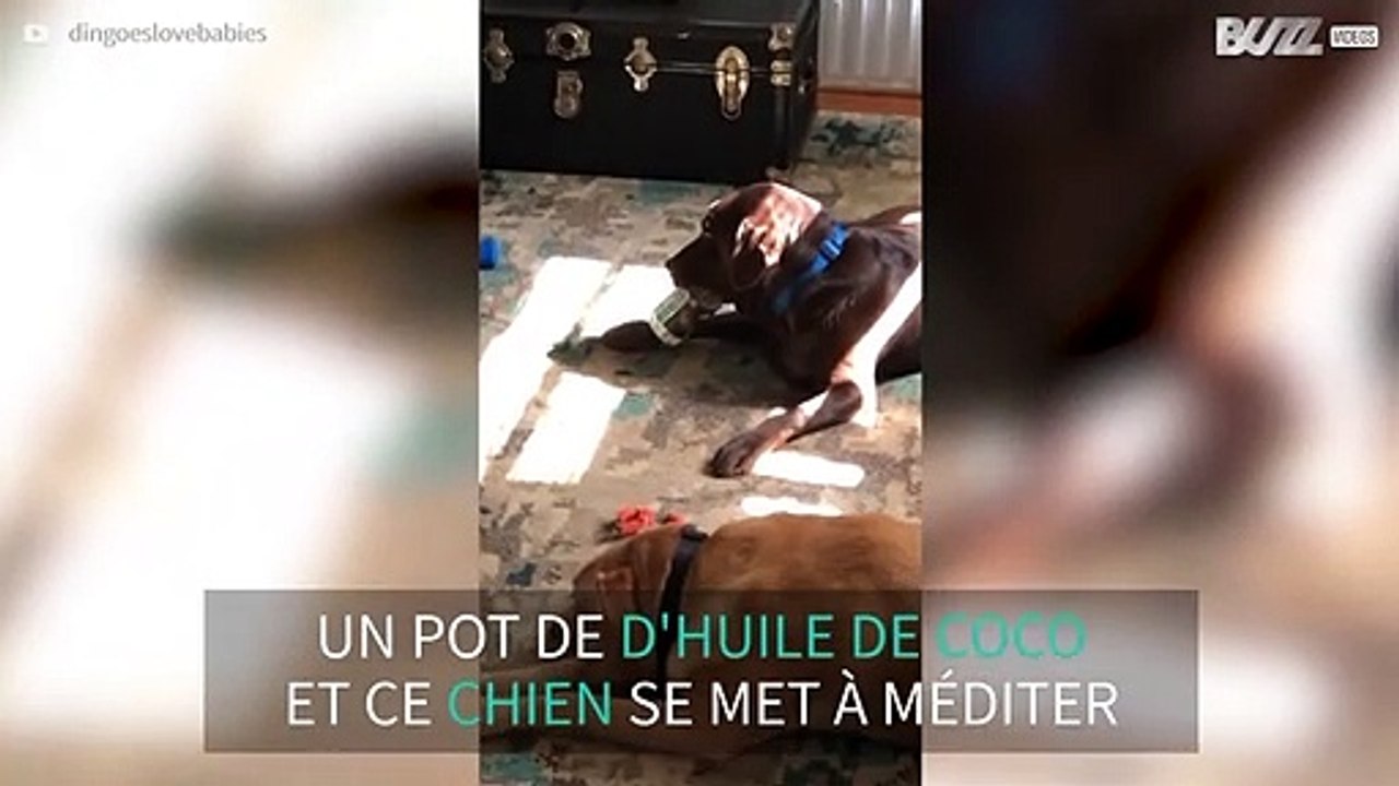 Un pot vide d'huile de coco laisse ce chient béat