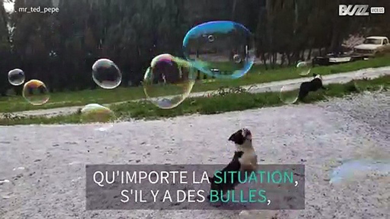 Malgré la grêle, ce chien continue à s'amuser