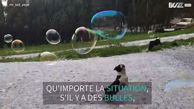 Malgré la grêle, ce chien continue à s'amuser