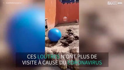 Ces loutres s'éclatent avec un ballon d'exercice !