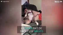 Cette pitbull fait de drôle de bruits en jouant