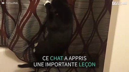 Un chaton empêtré dans un rideau de douche