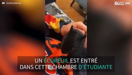 Ce bébé écureuil trouve une nouvelle maison