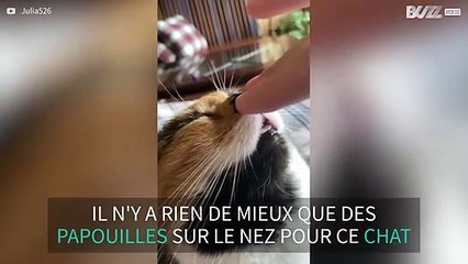 Ce chat adore qu'on lui caresse le nez