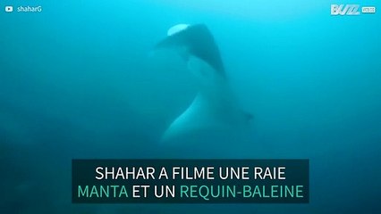 Thaïlande: il parvient à filmer une raie manta ainsi qu'un requin-baleine