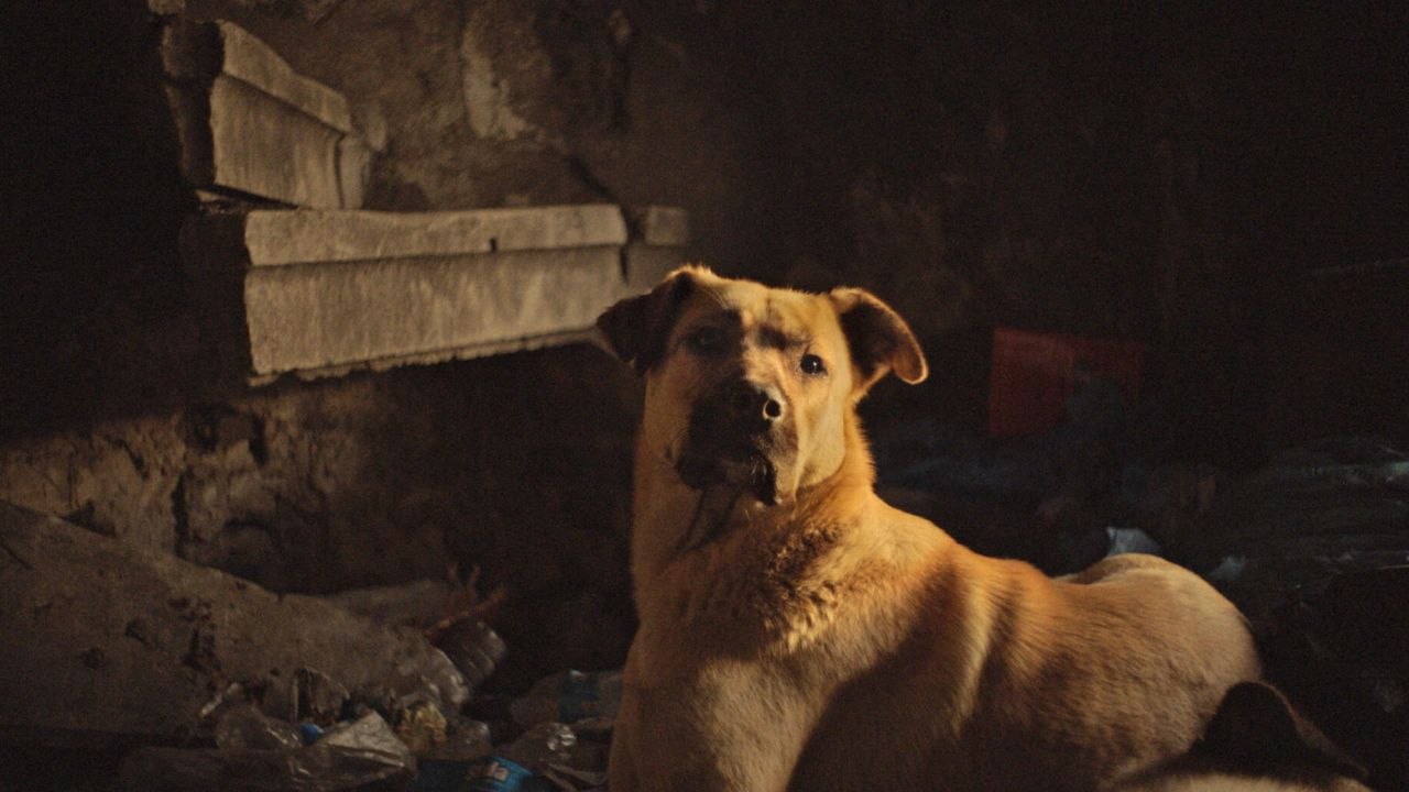Streuner Unterwegs mit Hundeaugen - Trailer (Deutsch) HD