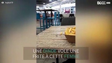 Une dinde audacieuse tente de voler une barquette de frites