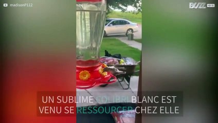 Un oiseau très rare vient s'abreuver à sa fontaine