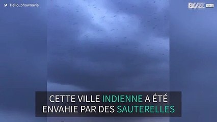 Un nuage de sauterelles envahit une ville indienne