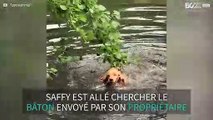 Ce chien rapporte une branche d'arbre par erreur