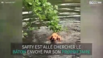 Ce chien rapporte une branche d'arbre par erreur
