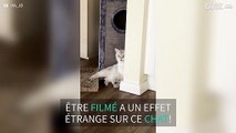 Ce chat en perd sa langue face caméra