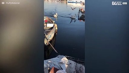 Un chat protège ses poissons de pélicans gourmands