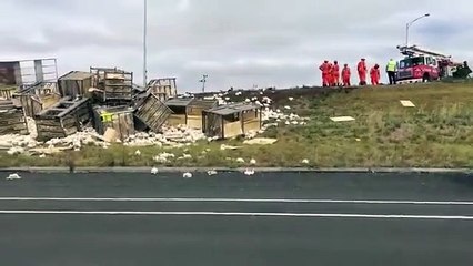 هذا مافعلته أسراب من الدجاج على طريق سريع في أستراليا