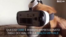 Cane prova gli occhiali della realtà virtuale