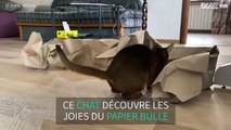 Ce chat s'amuse à éclater du papier bulle