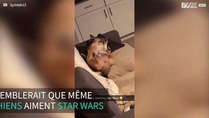 Un chien surpris en plein visionnage de Star Wars