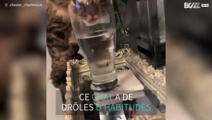 Ce chat ne boit qu'au verre !