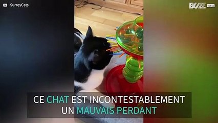 Ce chat en a eu marre de jouer et a tout détruit