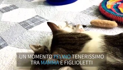 Mamma gatta fa il bagnetto ai suoi piccoli