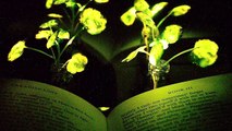 بالفيديو علماء الأحياء يطورون نباتات مضيئة