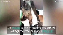 Ce chien a une drôle de façon de réagir aux caresses