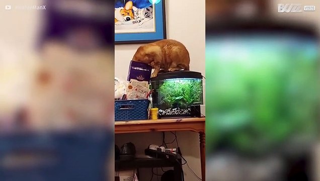 Ce chat commet un casse pour récupérer des croquettes