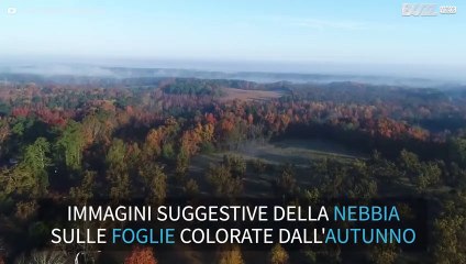I colori dell'autunno tra la nebbia della Carolina del Sud