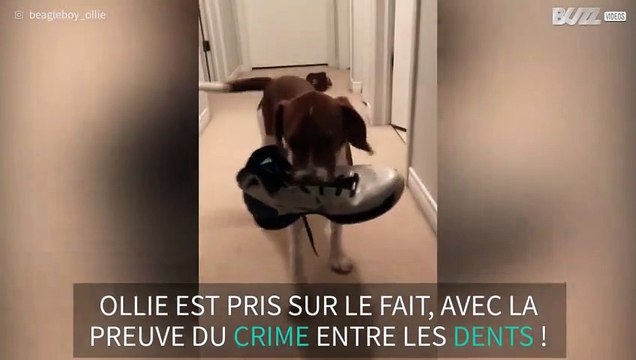 Un chiot pris en flagrant délit de grignotage de chaussures !
