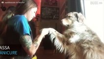 Il cane adora farsi fare la manicure