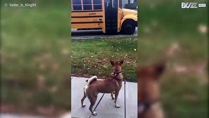 Cagnolina aspetta alla fermata del bus tutti i giorni