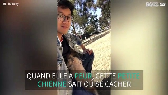 Ce chien aime se cacher dans la veste de son maître