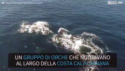 Orche nuotano al largo della costa californiana