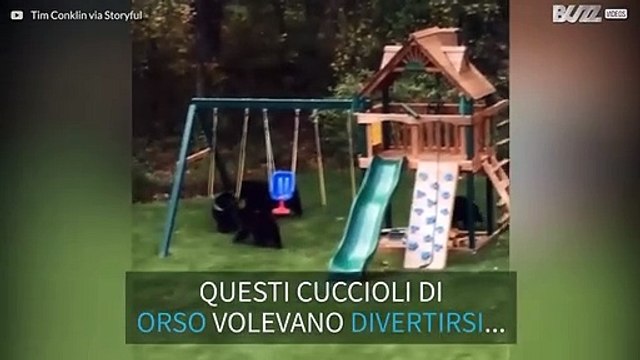 Cuccioli di orso invadono un parco giochi per divertirsi!
