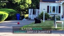 Un ours s'invite dans une résidence