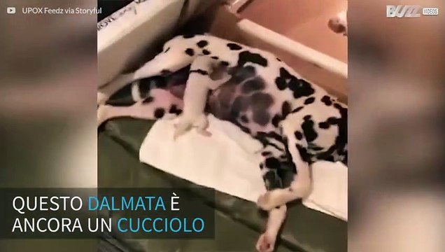 Ecco il cane più rock'n'roll della storia!