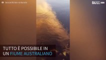 Squalo visita le acque di un fiume australiano