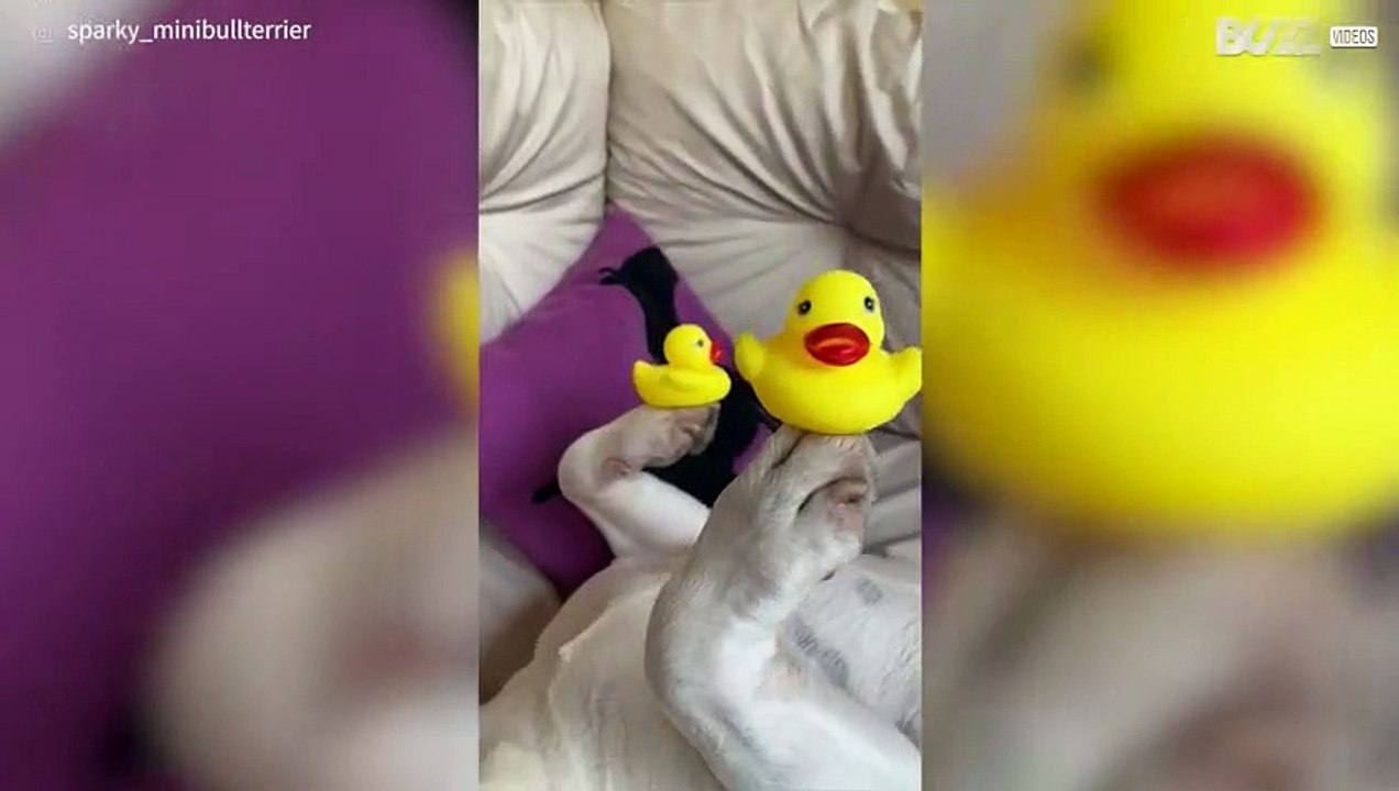 Un chien tient en équilibre des canetons en caoutchouc sur ses pattes
