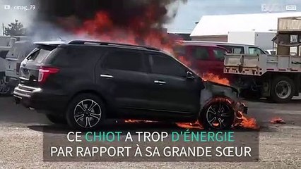 Un chiot bat sa grande sœur au tir à la corde