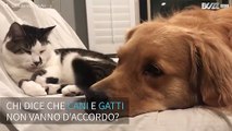 Cane e gatto: una coppia di amici inseparabili