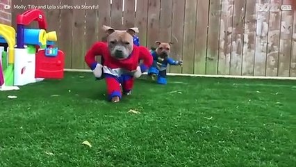 Il mondo è un posto più sicuro con i Super Cani!