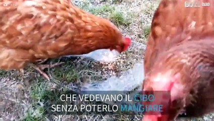 Il ghiaccio separa le galline dal cibo