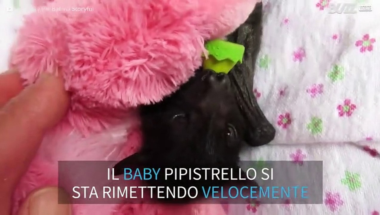 Baby pipistrello salvato in Australia